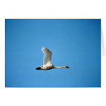 Tundra Swan in Flight Greeting Cards