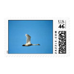 Tundra Swan in Flight Postage Stamp