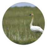 Tundra swan stickers
