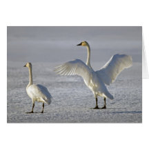 Tundra Swans (Cygnus columbianus) Greeting Card