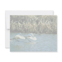 Tundra Swans invitations by animalpark Tundra Swans invitations