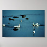 Tundra Swans on Water Print