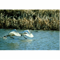 Tundra Swans photo sculptures by animalpark Tundra Swans photo sculptures