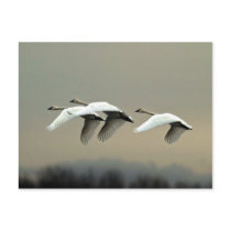 Tundra Swans postcards by wildlifezoo Tundra Swans postcards
