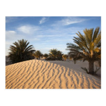 Tunisia, Sahara Desert, Douz, Great Dune, palm 2 Postcards