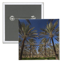 Tunisia, Sahara Desert, Douz, Zone Touristique, 2 Button