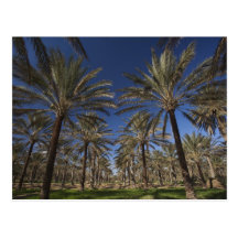 Tunisia, Sahara Desert, Douz, Zone Touristique, 2 Postcards