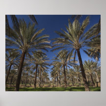 Tunisia, Sahara Desert, Douz, Zone Touristique, 2 Print