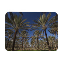 Tunisia, Sahara Desert, Douz, Zone Touristique, 2 Rectangular Magnet