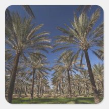 Tunisia, Sahara Desert, Douz, Zone Touristique, 2 Square Stickers