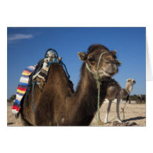 Tunisia, Sahara Desert, Douz, Zone Touristique, Greeting Card