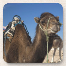 Tunisia, Sahara Desert, Douz, Zone Touristique, Drink Coaster