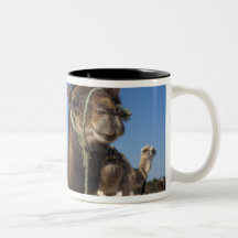 Tunisia, Sahara Desert, Douz, Zone Touristique, Mugs