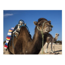 Tunisia, Sahara Desert, Douz, Zone Touristique, Postcards