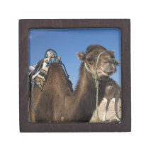 Tunisia, Sahara Desert, Douz, Zone Touristique, Premium Jewelry Box