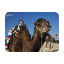 Tunisia, Sahara Desert, Douz, Zone Touristique, Vinyl Magnet
