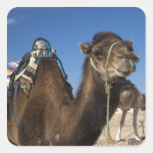 Tunisia, Sahara Desert, Douz, Zone Touristique, Sticker