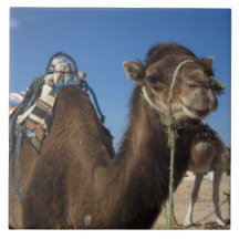 Tunisia, Sahara Desert, Douz, Zone Touristique, Tile