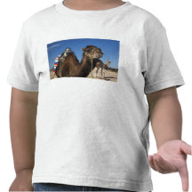 Tunisia, Sahara Desert, Douz, Zone Touristique, T Shirt