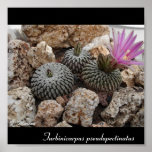 Turbinicarpus pseudopect... poster