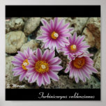Turbinicarpus valdenzianus poster