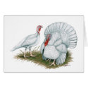 Turkey: Beltsville Small White cards by diane_jacky Turkey: Beltsville Small White cards