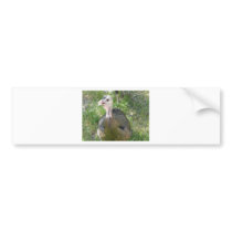 turkey bumper stickers