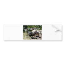 turkey bumper stickers