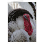 Turkey cards