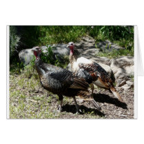 turkey greeting cards