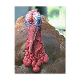 Turkey face postcard