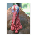 Turkey face post cards