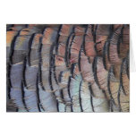 Turkey Feathers Turkey Feathers