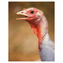 Turkey Full Color Flyer