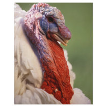 Turkey Flyer Design