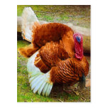 Turkey Gobbler Post Card