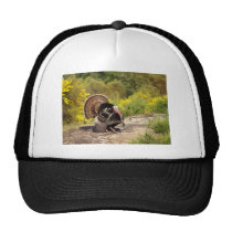 Turkey in Spring hats