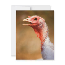 Turkey invitations by GPArkive Turkey invitations