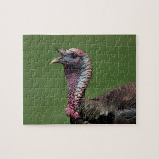 Wild Turkey Jigsaw Puzzles | Zazzle