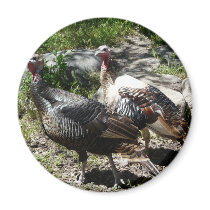 turkey magnets