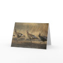 Turkey March At Sunset cards