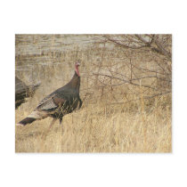 Turkey Near Water postcards