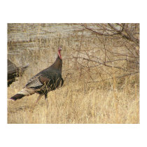 Turkey Near Water posters