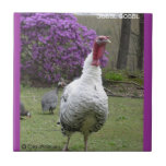 TURKEY ON CERAMIC tiles