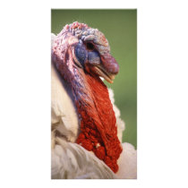 Turkey photo cards