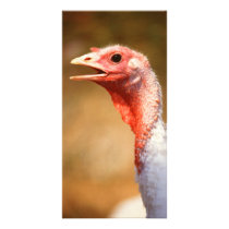 Turkey photo cards by GPArkive Turkey photo cards