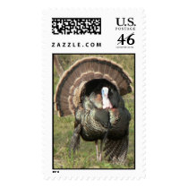 Turkey. stamps