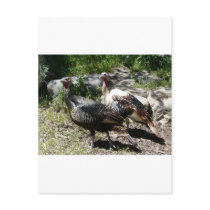 turkey postcards
