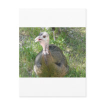 turkey postcards