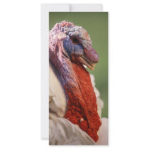 Turkey rack cards by GPArkive Turkey rack cards